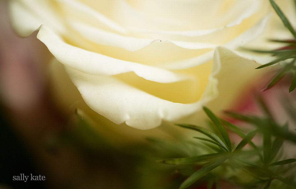 texas wedding photographer flower detail