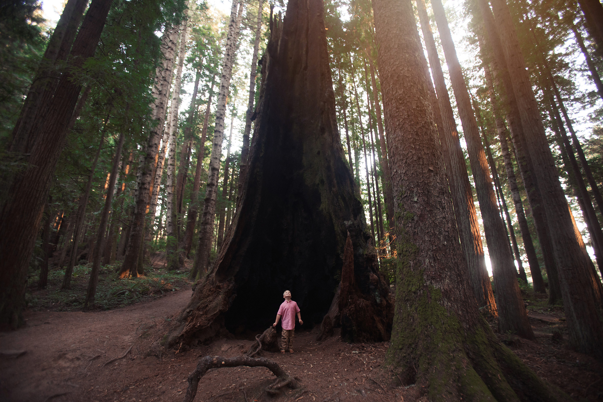 eureka california redwoods family photography child photos