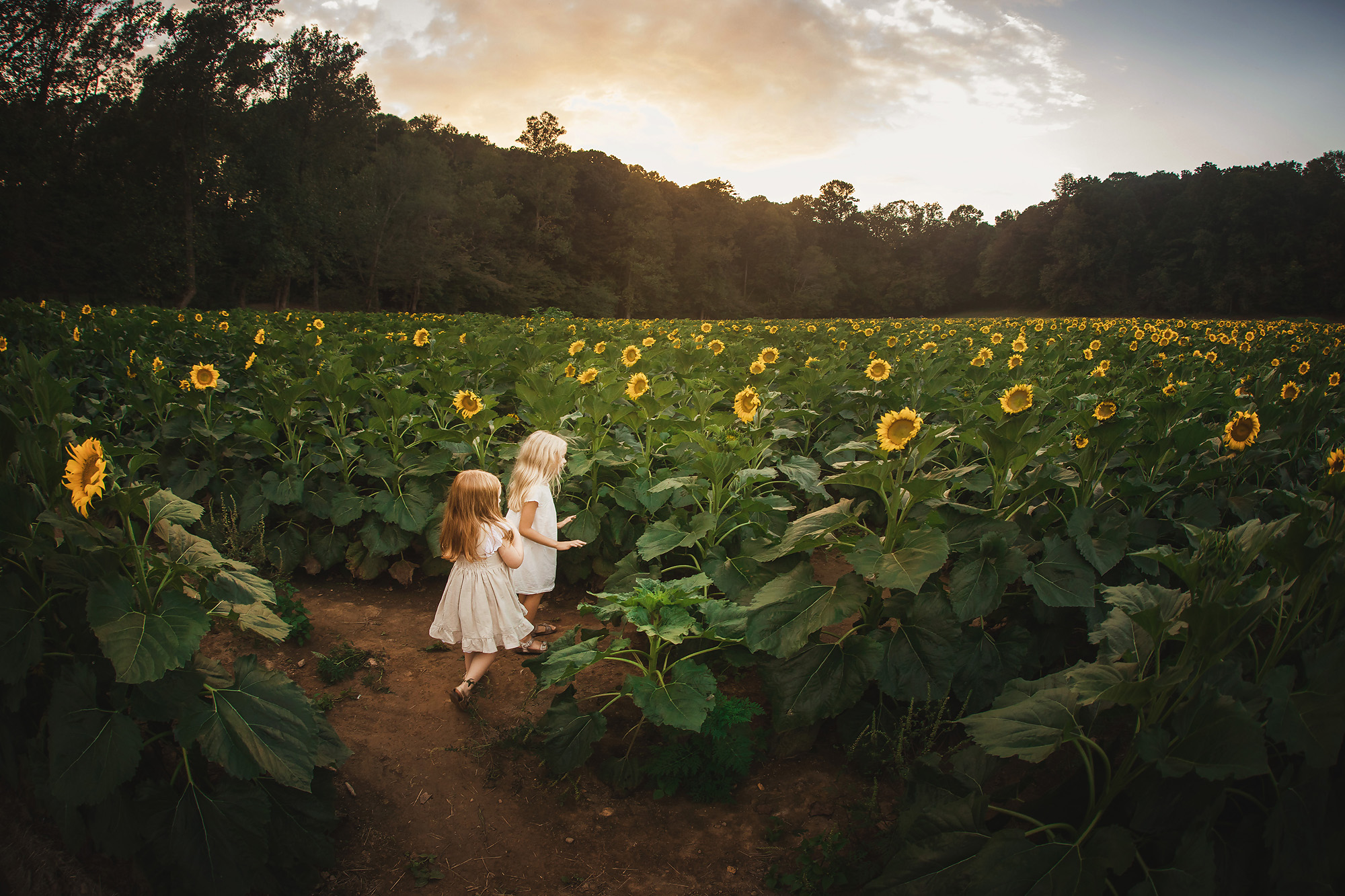 sisters in sunflowers evening light