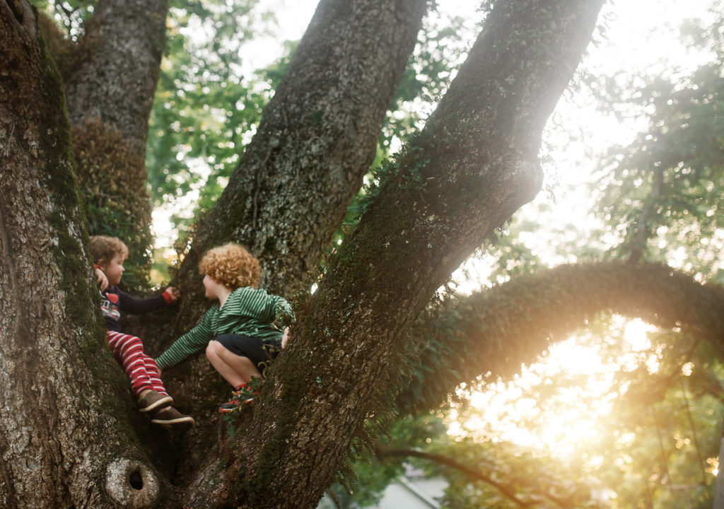 two boys in mossy tree at sunset